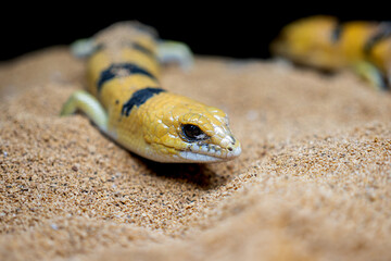 ピーターズバンデッドスキンク