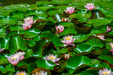 Lotus. Nelumbo. Nymphaeaceae. Water lily. A masterpiece of nature, revealing delicate petals and serene hues. Lotus Love