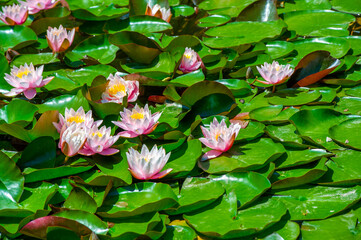 Lotus. Nelumbo. Nymphaeaceae. Water lily. Immerse yourself in the ethereal splendor of the lotus, a symbol of purity and enlightenment, as its petals gracefully open like a radiant sunrise.