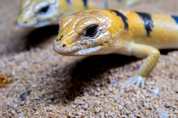 ピーターズバンデッドスキンク