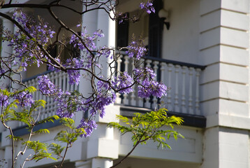 Beautiful violet vibrant jacaranda in bloom. Tenderness. Jacaranda trees in South Australia. Purple...