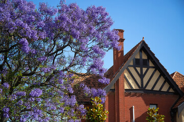 Beautiful violet vibrant jacaranda in bloom. Tenderness. Jacaranda trees in South Australia. Purple...