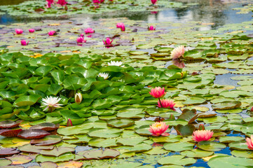 Lotus. Nelumbo. Nymphaeaceae. Water lily. Fascinating water ballet! These water lilies create a...