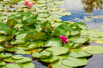 Lotus. Nelumbo. Nymphaeaceae. Water lily. Serene reflections: shimmering water lilies decorating the calm surface, a symbol of harmony and beauty Reflecting Nature's Splendor