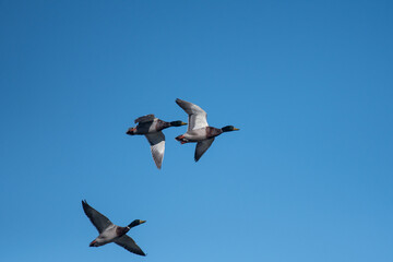 Trio of Mallards flying across the blue sky