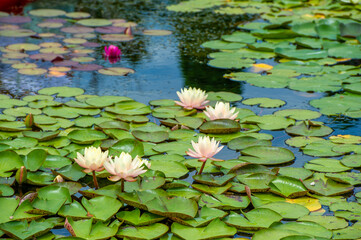 Secrets of the Water Garden Revealed Visit the hidden sanctuary where water lilies reign supreme...