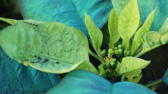 Closeup shot of the buds of a poinsettia plant growing in plants nursery with blur background