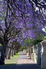 Beautiful violet vibrant jacaranda in bloom. Tenderness. Jacaranda trees in South Australia. Purple bloom for spring or summer background. Romantic style.