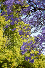 Beautiful violet vibrant jacaranda in bloom. Tenderness. Jacaranda trees in South Australia. Purple bloom for spring or summer background. Romantic style.