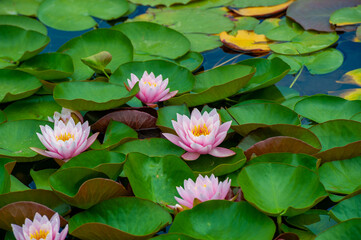 Immerse yourself in serenity These enchanting water lilies, with their delicate petals floating delicately in the calm water, create a tranquil haven, perfect for a peaceful break from the noise.