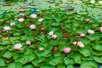 Immerse yourself in serenity These enchanting water lilies, with their delicate petals floating...