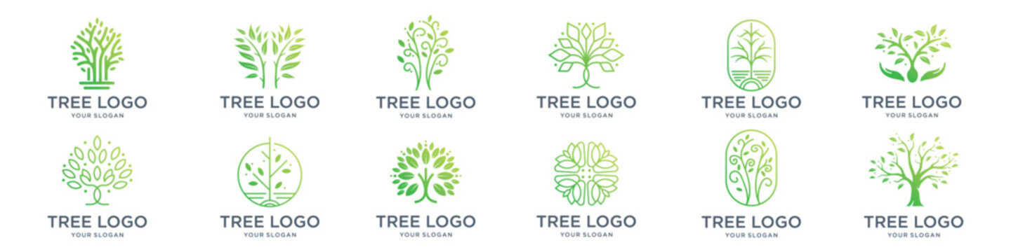 tree logo collections, perfect for company logo or branding. Botanic plant nature symbols. Tree branch with leaves signs. Natural design elements emblem collection. Vector illustration