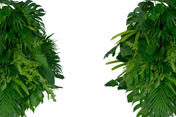 Plant leaves Green nature Tropical forest isolated on transparent background - png