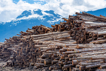Large amounts of logs piled up in a log yard of a sawmill near Revelstoke, BC, Canada with in the back the triple peak Mount Begbie located in the Gold Range west of the Columbia River - obrazy, fototapety, plakaty