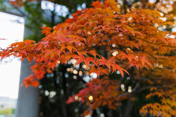 紅葉風景