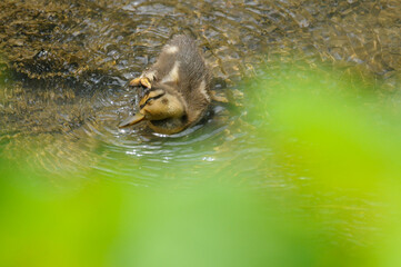 Mallard duckling in water with green foliage 