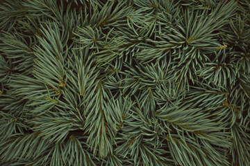 monochrome green background of spruce branches. Mockup for New Year's Christmas card.