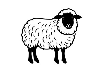 Sheep on isolated background look at camera
