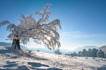 Scenic winter landscape with a lonely tree silhouette against the sun with branches covered with...