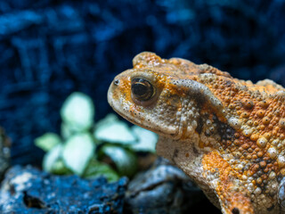 ミヤコヒキガエル