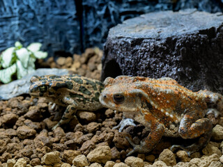 ミヤコヒキガエル