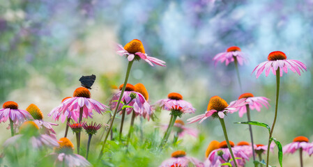 The panoramic view - garden echinacea flowers close up