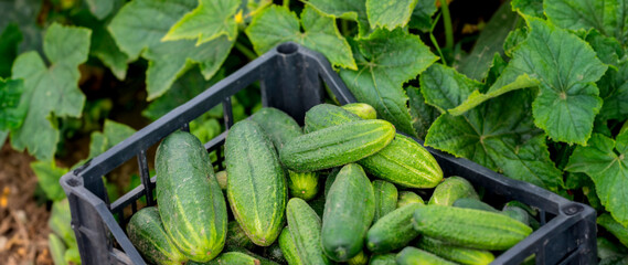 cucumbers in the garden close up - harvest