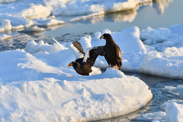Bird watching with floating ices in winter