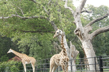 giraffe in the zoo