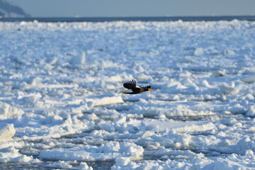 Fototapeta premium Bird watching with floating ices in winter
