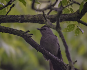 Gray cat bird