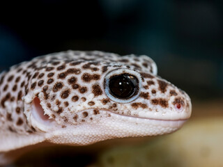 ヒョウモントカゲモドキ