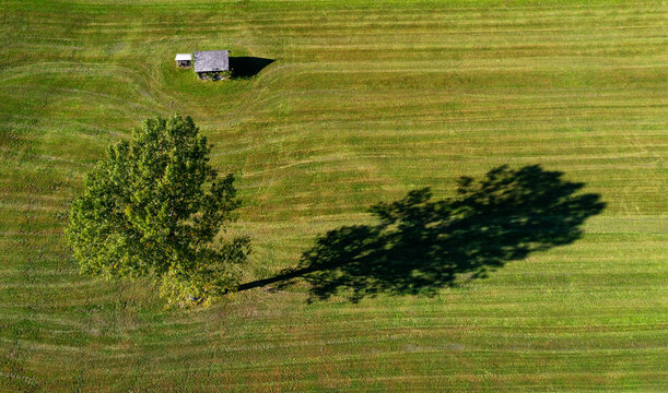 Austria, Styria, Tauplitz, Single tree on green mowed field
