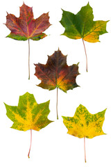 Obraz premium autumn maple leaves on a white background. clipping path, isolate. yellow autumn leaves, colorful maple leaves, set of autumn leaves on a white background