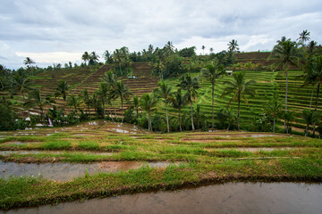 Fototapeta na wymiar rice terraces in jatiluwih in Bali