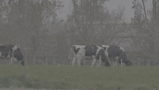 herd of cows in field