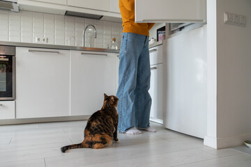 Plump old hungry domestic cat sitting on floor near pet owner in modern kitchen, looking into...