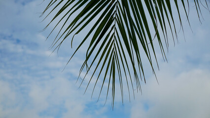 Fototapeta premium Close-up view of coconut tree leaves against relaxing cloudy blue sky. Sky background with palm leaf silhouettes