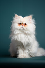 Fototapeta premium very fluffy persian cat with unusual markings of mostly white and then orange on the face