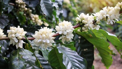 White flowers of coffee plants