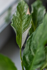 Green home houseplants on windowsill in real room interior, plants and succulents. the plant is at home. benefits for the home