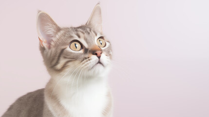 staring cat on plain muted pale pink background