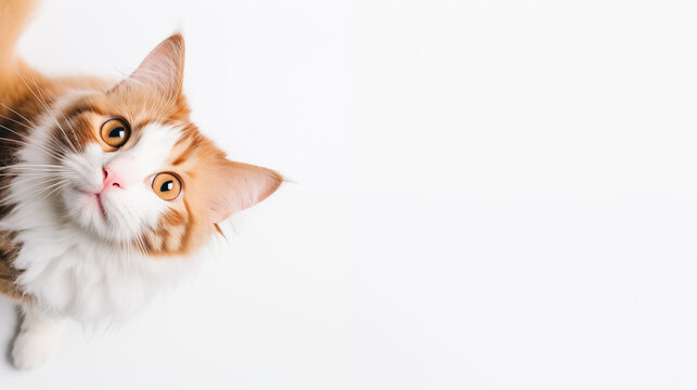 orange and white cat with big eyes poking its head up from the bottom of the image, plain light white background with lots of empty text space