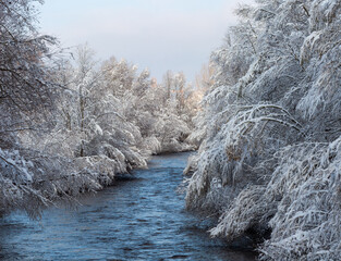 Snow-covered trees on the shore of fast flowing river in winter
