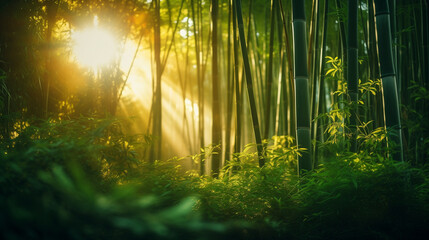 Obraz premium A lush green bamboo forest somewhere in an Asian country