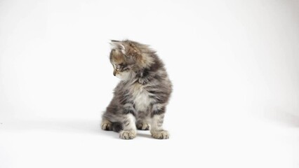 A small fluffy kitten is playing with a shelf toy on a white background