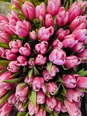 Fototapeta premium Looking down from directly above at a closeup of a bouquet of pink tulips.