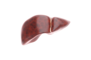 Human anatomy, liver on white background. Anatomy, health care, medicine, biology. 3D render, 3D illustration, copy space, photorealism.