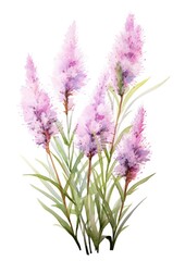 Fototapeta premium watercolor illustration liatris bouquet, isolated on white background