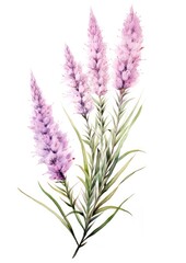watercolor illustration liatris bouquet, isolated on white background